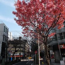 奥側の桜並木はまだ(4月上旬)