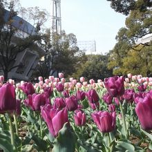 4月上旬です