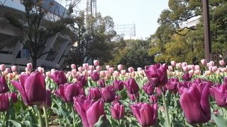 4月中旬以降ですか・・チューリップ見に行こう