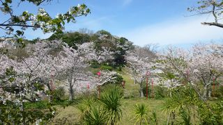 桜満開の平草原は最高！！