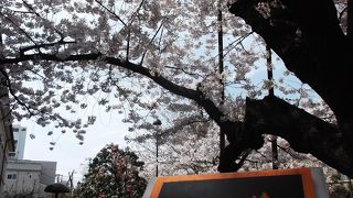 お見事！港の見える丘公園で見つけ。