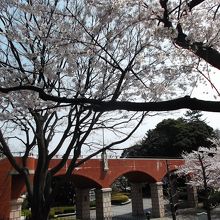 霧笛橋あたり・文学館前付近の桜模様