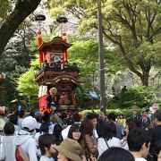 常石神社前の桜並木は圧巻