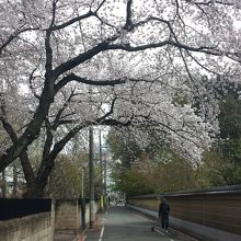 古く大きな木々が、隣接する道路の日除けとなっています