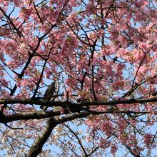 桜は、鳥さんにも人気です