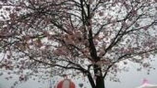 しののめ花まつり