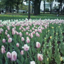 近くの横浜公園ははチューリップが咲きだし綺麗