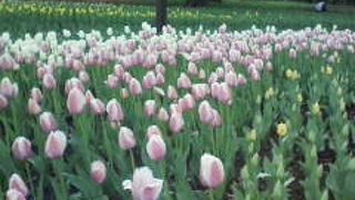 旧横浜商工奨励館が放送、新聞の２大メディア施設に