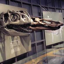 展示内容は大人でも見ごたえあり