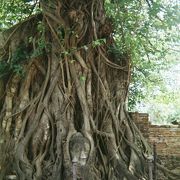 ワット プラ マハータート-木の根に飲み込まれる仏頭