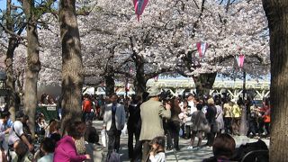 今年も来ました、桜まつり