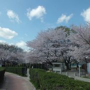 桜の季節はきれいです