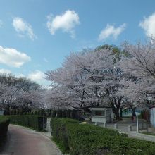 桜並木