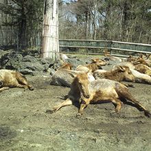 いっぱいいます