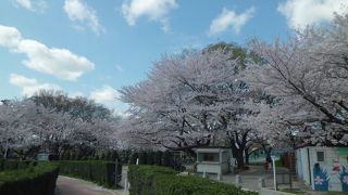桜の季節はきれいです