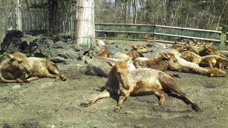 ライオンがいっぱい