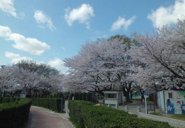 桜の季節はきれいです