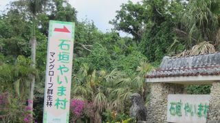 リス猿かわいい