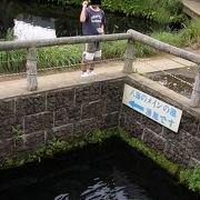 透き通った富士山の湧き水の池がきれいでした