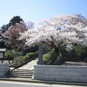 桜が満開でした。