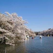 さくら満開その２