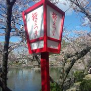 安城公園の桜