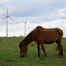 与那国馬と風車。