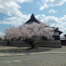 桜とお堂