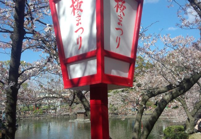 安城公園の桜