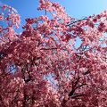 しだれ桜祭り
