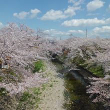 裁断橋からの桜並木