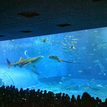 実際この目で見ると、迫力に圧倒されます