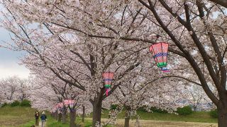 お花見の穴場スポット！