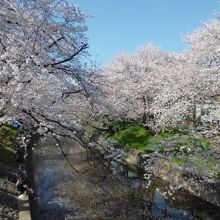 桜並木