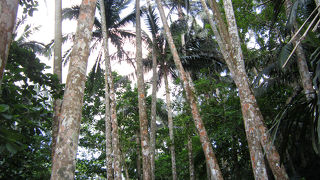 天然記念物の群落。