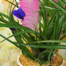 駅構内にある花屋で見かけた不思議な花