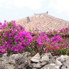 ブーゲンビレアが集落に映えます