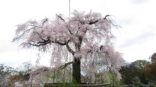 桜の名所。