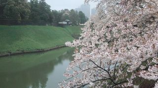 桜と半蔵門