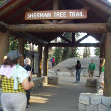 Sherman Tree Trailの入り口