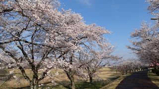 黒川両岸の桜並木