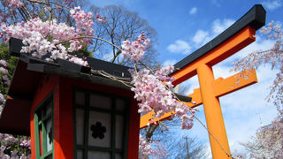 神紋も桜の、桜の名所。