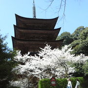 桜に映える