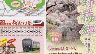 今年の梅まつり終了後、梅の公園の梅の木はすべて伐採されてしまいます。