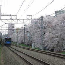 石神井川沿いの桜並木