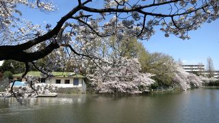 満開のサクラがきれいでした