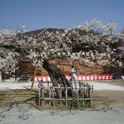 越生梅林梅祭り