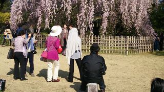 京都御所　梅・桃・桜