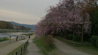 シダレザクラが見事です。