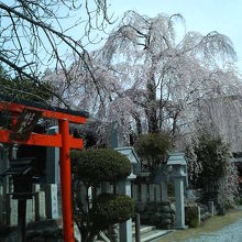 境内の大振りの八重桜が見頃でした。
